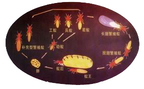 白蟻的防 制