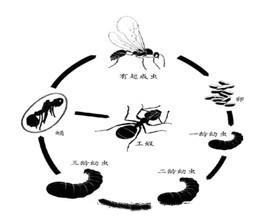 螞 蟻的防 制