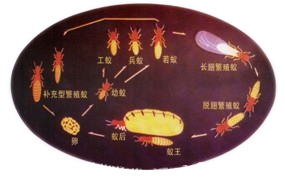 白蟻的危害