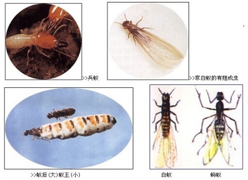 【滅白蟻公司】東方漢諾—北京快訊