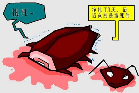【殺蟑螂公司】東方漢諾—北京快訊