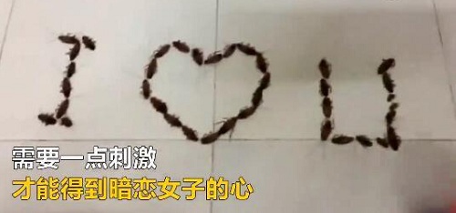 【殺蟑螂公司】東方漢諾—北京快訊