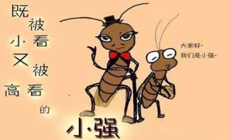 【殺蟑螂公司】東方漢諾—北京快訊