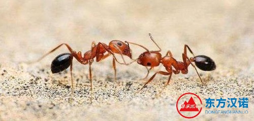 螞蟻搬家要下雨？螞蟻怎么會天氣預(yù)報(bào)？