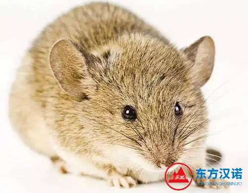 【北京專業滅鼠公司】東方漢諾—北京快訊