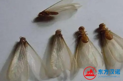 關于白蟻分飛和白蟻防治，看這篇文章就夠了！-東方漢諾-北京快訊