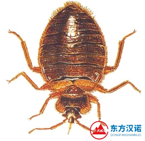 【除滅臭蟲公司】東方漢諾—北京快訊