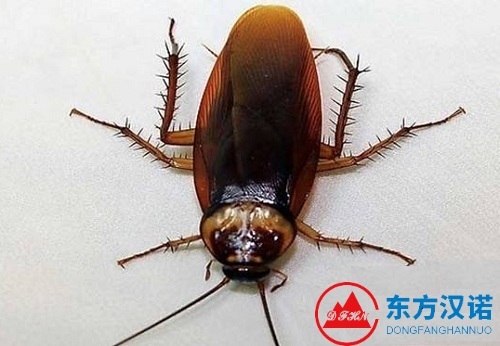 【蟑螂名片】澳洲大蠊——熱帶蟑螂更喜熱