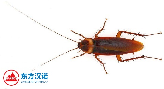 【北京滅蟑螂公司】東方漢諾—北京快訊