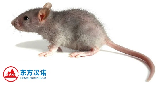 【專業(yè)滅老鼠公司】東方漢諾—北京快訊