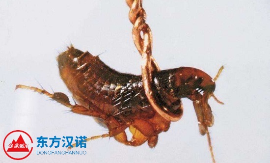【除滅跳蚤公司】東方漢諾—北京快訊
