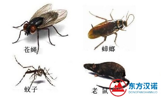 新版除四害達標操作指南——創衛進行時（12種管理項目）-東方漢諾-北京快訊