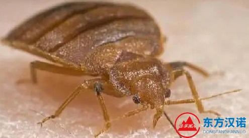 住青年旅社遭遇臭蟲，要求店家賠付3000元！-東方漢諾-北京快訊