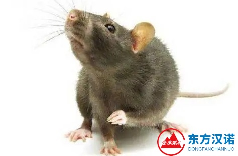 老鼠尸體的臭味有毒嗎？聞久了會得病嗎？