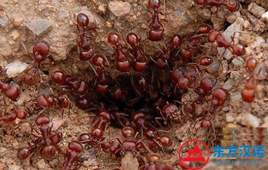 紅火蟻位列全球百種最危險入侵物種，九部門啟動聯合阻截防控！-東方漢諾-北京快訊