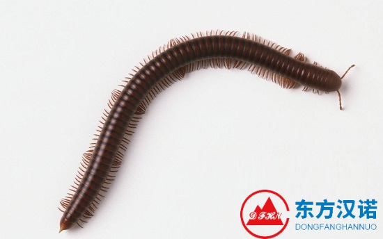 馬陸馬路滿(mǎn)街爬，天熱了，出行小心千足蟲(chóng)！-東方漢諾-北京快訊