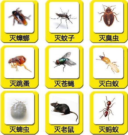 【殺蟲公司】我們身邊有哪些常見的吸血蟲子？-東方漢諾-北京快訊