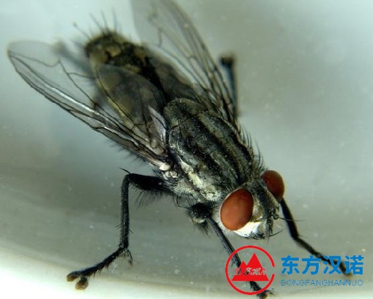 【專業滅蟲公司】東方漢諾—北京快訊