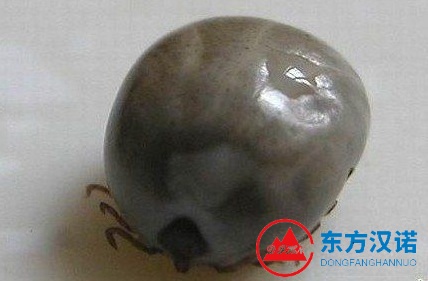 【北京專業除蜱蟲公司】東方漢諾—北京快訊