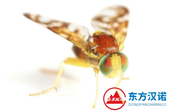 【科普】果蠅——喜歡霸占你家垃圾桶的小飛蟲