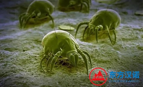 【科普】認(rèn)識螨蟲：小生物的世界奇妙之旅