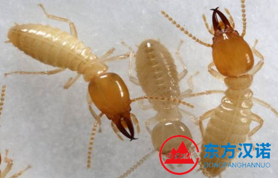 【北京專業白蟻防治公司】東方漢諾—北京快訊