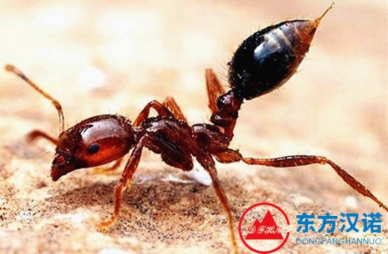 螞蟻名片：火蟻——螞蟻中的地獄“使者”