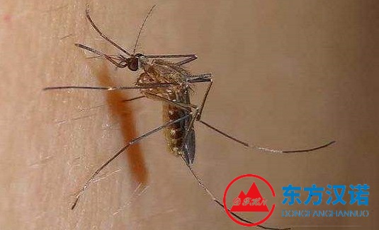 蚊子選秀，為什么它偏愛穿黑色衣服的人？