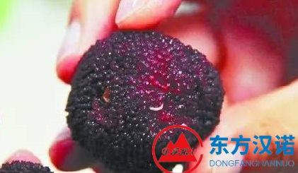 【北京滅蟲公司】東方漢諾—北京快訊