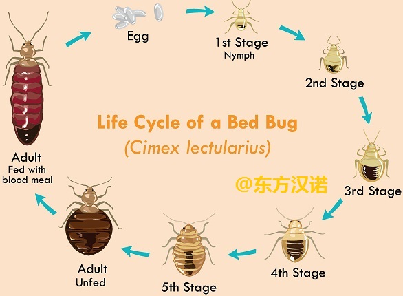 【北京專業(yè)除臭蟲公司】東方漢諾—北京快訊