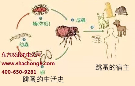 【家里有跳蚤怎么辦？室內滅跳蚤你可以這樣做！—北京專業滅跳蚤公司東方漢諾】