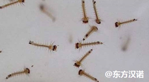 一文帶您了解蚊子的幼蟲——孑孓