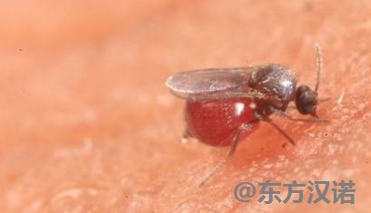 【北京專業除蠓蟲公司】東方漢諾—北京快訊