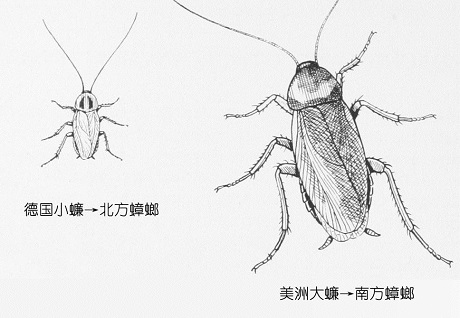 【殺蟑螂公司】東方漢諾—北京快訊