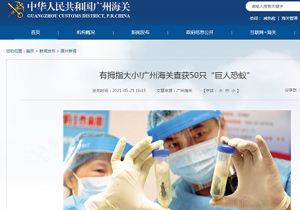 入侵物種巨人恐蟻竟有拇指大小，破壞力不輸紅火蟻！-東方漢諾-北京快訊