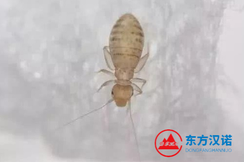 【北京專業(yè)除蟲公司】東方漢諾—北京快訊