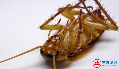 蟑螂喜歡亂竄嗎？它為什么跑得那么快？