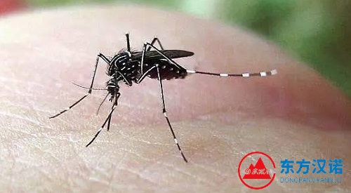 白紋伊蚊——蚊子界的“白天吸血王”