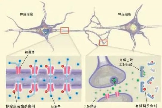 殺蟲劑是如何滅蟲的？人或寵物吸入殺蟲劑是否安全？-東方漢諾-北京快訊