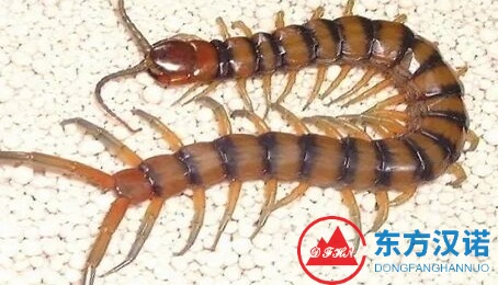 嚇人的“千足蟲”蠢蠢欲動，不只有馬陸！-東方漢諾-北京快訊