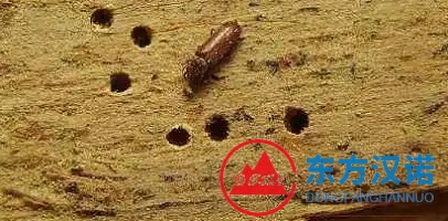木蠹蟲|木頭蟲子|木頭蛀蟲（圖片）