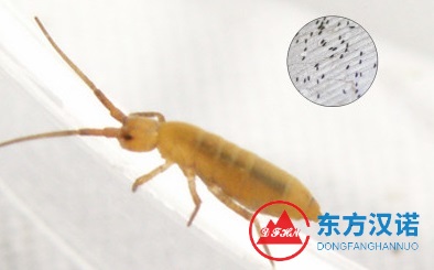 跳蟲是什么蟲？它咬人嗎？怎么消滅和防制它們？-東方漢諾-北京快訊
