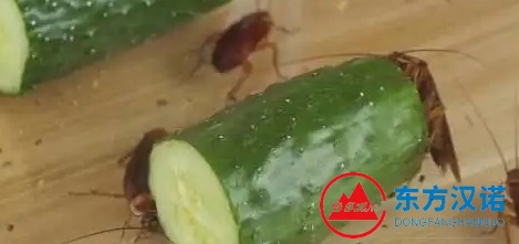 盤點3個不靠譜的滅蟑螂方法，你入過坑嗎？-東方漢諾-北京快訊