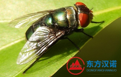 蒼蠅名片：絲光綠蠅——昆蟲界的法醫(yī)