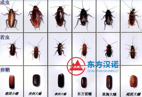 蟑螂若蟲（幼崽）黑色的嗎？它長什么樣子（圖片）？